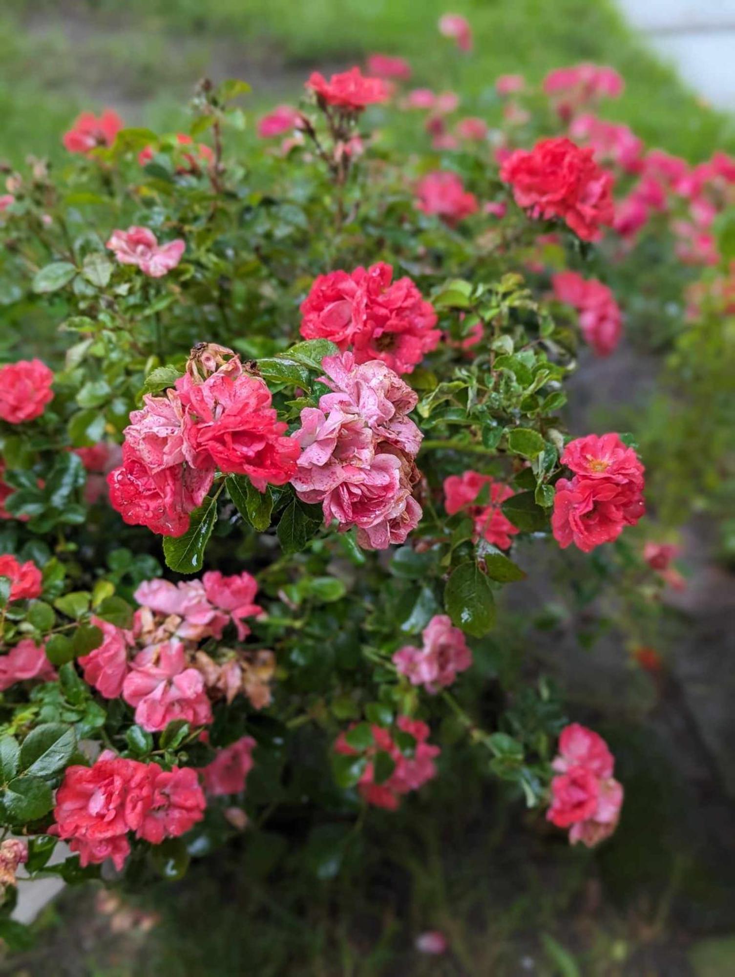 The Vistula Rose B & B โตเลโด ภายนอก รูปภาพ